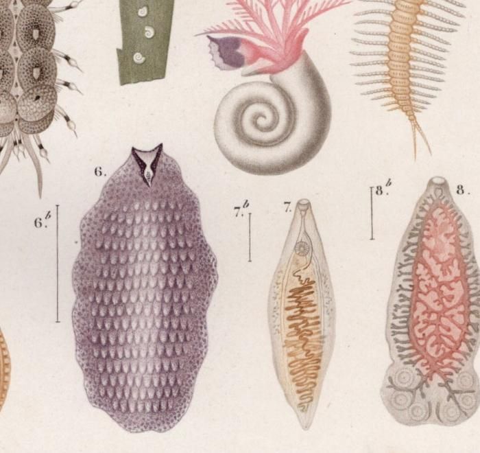 1849年 D'Orbigny 万有博物事典 環形動物 ウロコムシ科 シリス科