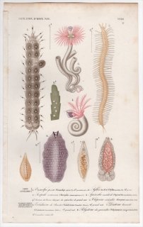1849年 D'Orbigny 万有博物事典 環形動物 ウロコムシ科 シリス科 カンザシゴカイ科 グロシフォニ科 ニセツノヒラムシ科など8種
