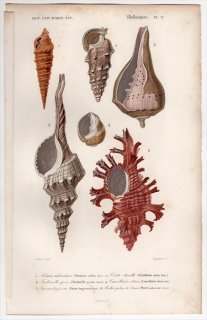 1849年 D'Orbigny 万有博物事典 軟体動物 Pl.21 キリガイダマシ科 オニノツノガイ科 オニコブシガイ科 イトマキボラ科 アッキガイ科など6種