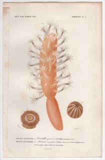 1849年 D'Orbigny 万有博物事典 Pl.2 ウミサボテン科 Veretillum cynomorium クビカザリイソギンチャク科 Actinia effoeta