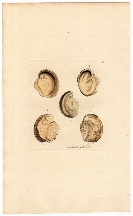 宮沢賢治　二枚貝の化石　イギリス海岸 宮沢賢治 二枚貝の化石 イギリス海岸 宮沢賢治記念館】特別展