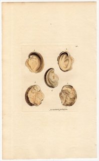 1813年 Sowerby イギリスの化石貝類学 Pl.25 ベッコウガキ科 イクソギラ属 CHAMA haliotoidea