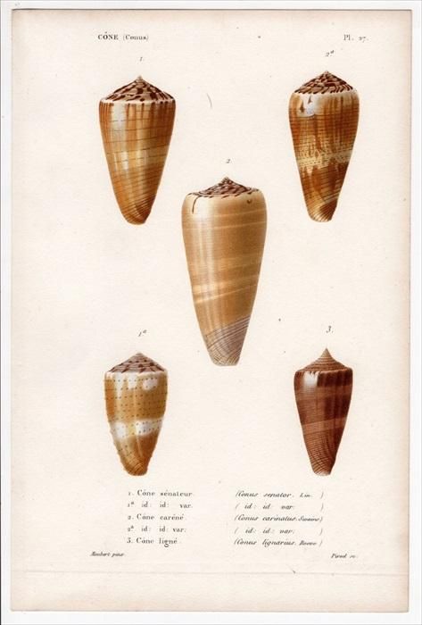 イモガイ貝殻 Darioconus Auricomus イモガイ貝殻 Darioconus Auricomus