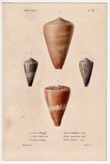 1845年 Kiener 貝殻の一般的な種と図像 Cone Pl.33 イモガイ科 イモガイ属 3種 カワウソイモガイ
