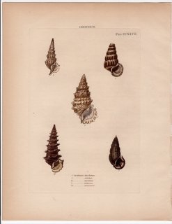 1842年 Reeve 貝類分類学 Cerithium Pl.227 オニノツノガイ科 オニノツノガイ属 4種 フトヘナタリ科 1種