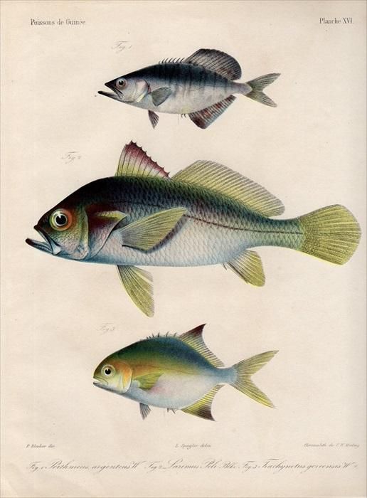 1862年 Bleeker ギニア沿岸の魚類誌 Pl 16 アジ科 リキア属 ニベ科 プテロスキオン属 アジ科 コバンアジ属 アンティークプリント ボタニカルアート 博物画の通販サイト Spirito Di Artigiano
