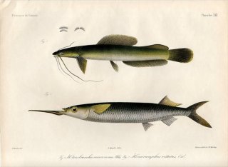 1862年 Bleeker ギニア沿岸の魚類誌 Pl.21 クラリアス科 ヘテロブランクス属 Heterobranchus サヨリ科 ホシザヨリ属 Hemiramphus