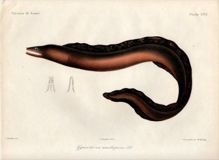 1862年 Bleeker ギニア沿岸の魚類誌 Pl.27 ウツボ科 ウツボ属 Gymnothorax maculaepinnis