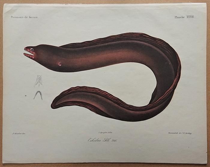 1862年 Bleeker ギニア沿岸の魚類誌 Pl.28 ウツボ科 アラシウツボ属 Echidna peli アンティークプリント ボタニカルアート 博物画の通販サイト Spirito di Artigiano 1882年の植物画 アラビス・カエルレア pl.37