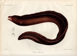 1862年 Bleeker ギニア沿岸の魚類誌 Pl.28 ウツボ科 アラシウツボ属 Echidna peli