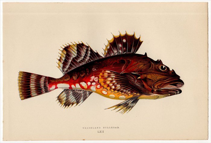 1877年 Couch ブリテン諸島の魚類史 Pl.62 カジカ科 ギスカジカ属 