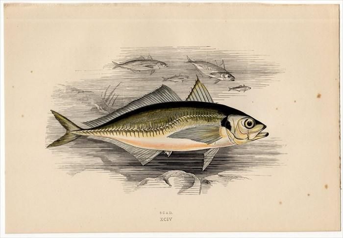 1877年 Couch ブリテン諸島の魚類史 Pl 94 アジ科 マアジ属 ニシマアジ Scad アンティークプリント ボタニカルアート 博物画の通販サイト Spirito Di Artigiano 1877年 Couch ブリテン諸島の魚類史 Pl 94 アジ科 マアジ属 ニシマアジ Scad アンティークプリント ボタニカルアート 博物画の通販サイト Spirito Di Artigiano