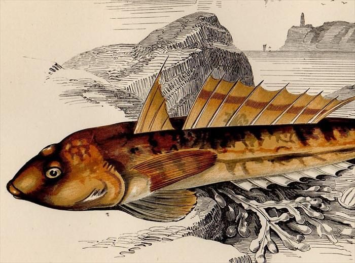 1877年 Couch ブリテン諸島の魚類史 Pl.104 カジカ科