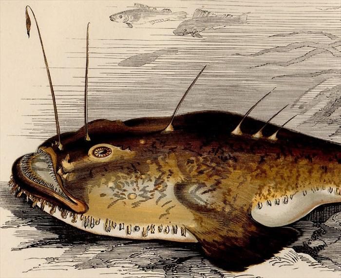 1877年 Couch ブリテン諸島の魚類史 Pl 110 アンコウ科 キアンコウ属 ニシアンコウ Angler アンティークプリント ボタニカルアート 博物画の通販サイト Spirito Di Artigiano 1877年 Couch ブリテン諸島の魚類史 Pl 110 アンコウ科 キアンコウ属 ニシアンコウ Angler アンティークプリント ボタニカルアート 博物画の通販サイト Spirito Di Artigiano
