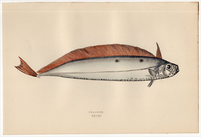 1877年 Couch ブリテン諸島の魚類史 Pl.118 フリソデウオ科 サケガシラ属 DEALFISH 深海魚 - アンティークプリント  ボタニカルアート 博物画の通販サイト Spirito di Artigiano