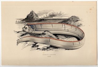 1877ǯ Couch ֥ƥε Pl.119 奦Υĥ 奦Υĥ° 奦Υĥ BANKS'S OARFISH 