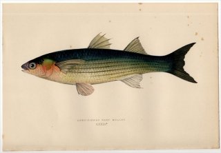 1877ǯ Couch ֥ƥε Pl.123 ܥ ʥ° LONG-FINNED GREY MULLET