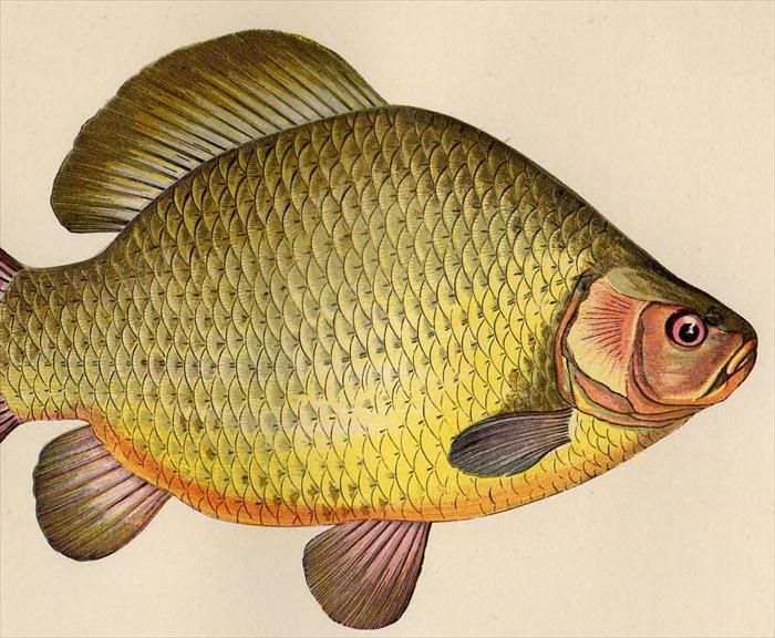 1877年 Couch ブリテン諸島の魚類史 Pl 184 コイ科 フナ属 ヨーロッパブナ Crucian アンティークプリント ボタニカルアート 博物画の通販サイト Spirito Di Artigiano