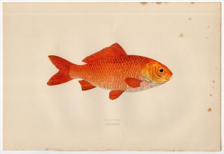 1877年 Couch ブリテン諸島の魚類史 Pl.186 コイ科 フナ属 キンギョ GOLDFISH