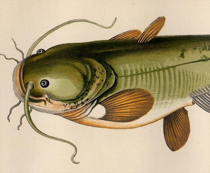 1877年 Couch ブリテン諸島の魚類史 Pl 0 ナマズ科 ナマズ属 ヨーロッパオオナマズ Sheatfish アンティークプリント ボタニカルアート 博物画の通販サイト Spirito Di Artigiano