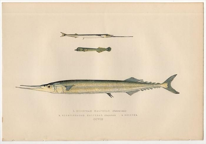 1877年 Couch ブリテン諸島の魚類史 Pl 8 ダツ科 ガーフィッシュ European Halfbeak サンマ科 スコンベレソクス属 Skipper アンティークプリント ボタニカルアート 博物画の通販サイト Spirito Di Artigiano 1877年 Couch ブリテン諸島の魚類史 Pl 8 ダツ科 ガーフィッシュ European Halfbeak サンマ科 スコンベレソクス属 Skipper アンティークプリント ボタニカルアート 博物画の通販サイト Spirito Di Artigiano
