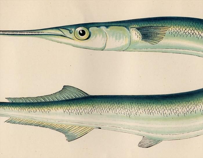 1877年 Couch ブリテン諸島の魚類史 Pl 9 ダツ科 ベローネ属 ガーフィッシュ Garfish アンティークプリント ボタニカルアート 博物画の通販サイト Spirito Di Artigiano 1877年 Couch ブリテン諸島の魚類史 Pl 9 ダツ科 ベローネ属 ガーフィッシュ Garfish アンティークプリント ボタニカルアート 博物画の通販サイト Spirito Di Artigiano