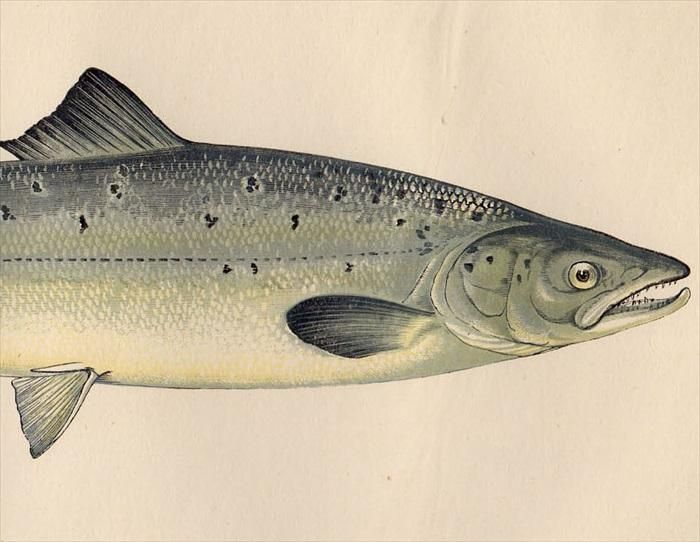 1877年 Couch ブリテン諸島の魚類史 Pl 211 サケ科 タイセイヨウサケ属 タイセイヨウサケ Salmon アンティークプリント ボタニカルアート 博物画の通販サイト Spirito Di Artigiano 1877年 Couch ブリテン諸島の魚類史 Pl 211 サケ科 タイセイヨウサケ属 タイセイヨウサケ Salmon アンティークプリント ボタニカルアート 博物画の通販サイト Spirito Di Artigiano