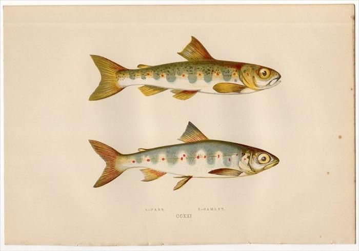 1877年 Couch ブリテン諸島の魚類史 Pl 221 サケ科 タイセイヨウサケ属 タイセイヨウサケ Parr Samlet アンティークプリント ボタニカルアート 博物画の通販サイト Spirito Di Artigiano 1877年 Couch ブリテン諸島の魚類史 Pl 221 サケ科 タイセイヨウサケ属 タイセイヨウサケ Parr Samlet アンティークプリント ボタニカルアート 博物画の通販サイト Spirito Di Artigiano