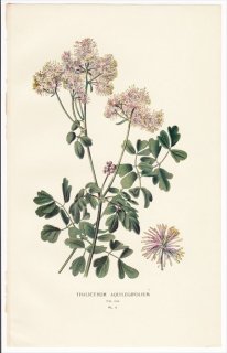 1896年 Step 庭と温室のお気に入りの植物 Pl.2 キンポウゲ科 カラマツソウ属 THALICTRUM AQUILEGIFOLIUM
