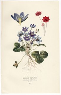 1896年 Step 庭と温室のお気に入りの植物 Pl.5 キンポウゲ科 ミスミソウ属 ミスミソウ COMMON HEPATICA