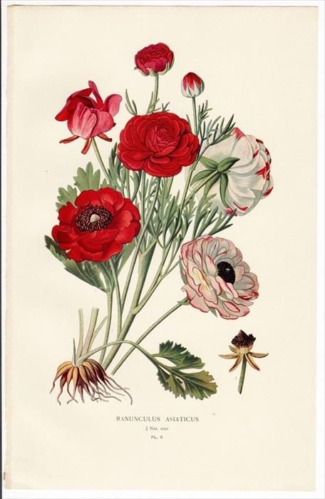 16年 Step 庭と温室のお気に入りの植物 Pl 6 キンポウゲ科 キンポウゲ属 ハナキンポウゲ Ranunculus Asiaticus アンティークプリント ボタニカルアート 博物画の通販サイト Spirito Di Artigiano