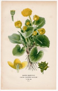 1896年 Step 庭と温室のお気に入りの植物 Pl.7 キンポウゲ科 リュウキンカ属 リュウキンカ MARSH MARIGOLD
