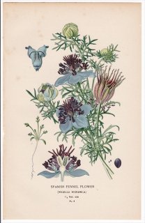 1896年 Step 庭と温室のお気に入りの植物 Pl.8 キンポウゲ科 クロタネソウ属 SPANISH FENNEL FLOWER
