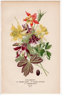 1896年 Step 庭と温室のお気に入りの植物 Pl.9 キンポウゲ科 オダマキ属 Aquilegia 3種 セイヨウオダマキ キバナオダマキ