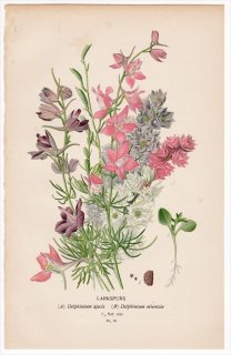 1896年 Step 庭と温室のお気に入りの植物 Pl.10 キンポウゲ科 ヒエンソウ属 2種 LARKSPURS