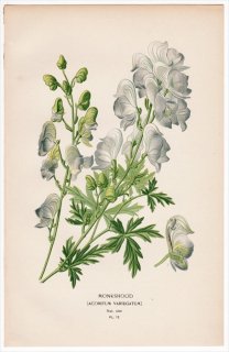 1896年 Step 庭と温室のお気に入りの植物 Pl.12 キンポウゲ科 トリカブト属 MONKSHOOD