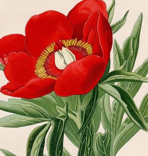 昭和レトロ 額装 植物画 シャビーシック Peony ボタンの花