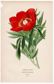 1896ǯ Step ȲΤοʪ Pl.14 ܥ ܥ° 㥯䥯 COMMON PEONY