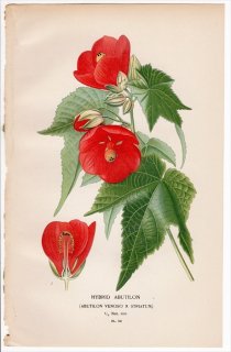 1896ǯ Step ȲΤοʪ Pl.50  ꥢ° HYBRID ABUTILON