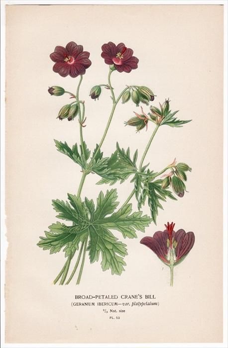 16年 Step 庭と温室のお気に入りの植物 Pl 53 フウロソウ科 フウロソウ属 Broad0 Petaled Crane S Bill アンティークプリント ボタニカルアート 博物画の通販サイト Spirito Di Artigiano