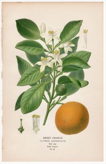1896年 Step 庭と温室のお気に入りの植物 Pl.62 ミカン科 ミカン属 ダイダイ SWEET ORANGE