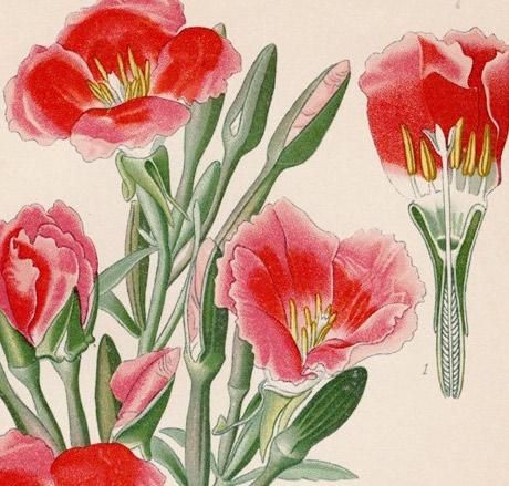 17年 Step 庭と温室のお気に入りの植物 Pl 105 アカバナ科 サンジソウ属 イロマツヨイグサ Godetia Lady Albemarle ゴデチア アンティークプリント ボタニカルアート 博物画の通販サイト Spirito Di Artigiano