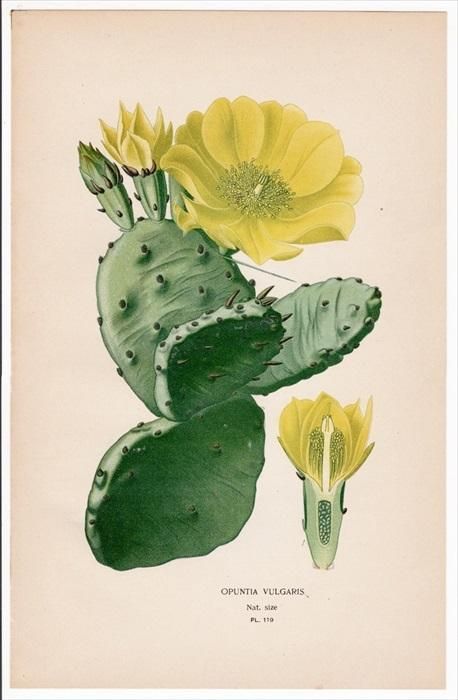 1897年 Step 庭と温室のお気に入りの植物 Pl.119 サボテン科 オプンチア属 OPUNTIA VULGARIS 多肉植物 -  アンティークプリント ボタニカルアート 博物画の通販サイト Spirito di Artigiano