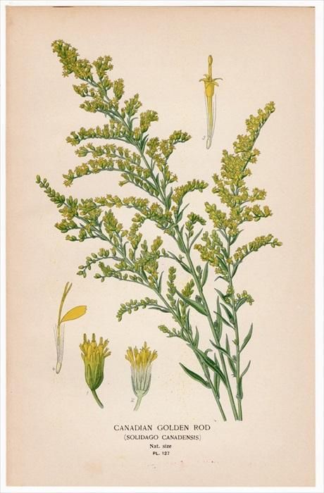 17年 Step 庭と温室のお気に入りの植物 Pl 127 キク科 アキノキリンソウ属 セイタカアワダチソウ Canadian Golden Rod アンティークプリント ボタニカルアート 博物画の通販サイト Spirito Di Artigiano 17年 Step 庭と温室のお気に入りの植物 Pl 127 キク科 アキノキリンソウ属 セイタカアワダチソウ Canadian Golden Rod アンティークプリント ボタニカルアート 博物画の通販サイト Spirito Di Artigiano