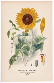 1897ǯ Step ȲΤοʪ Pl.139  ҥޥ° ҥޥ SILVER-LEAVED SUNFLOWER