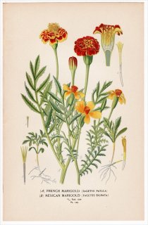 1897年 Step 庭と温室のお気に入りの植物 Pl.143 キク科 コウオウソウ属 Tagetes 2種 フレンチマリーゴールド