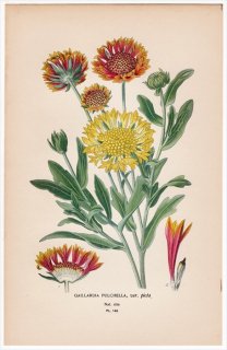 1897ǯ Step ȲΤοʪ Pl.145  ƥ˥󥮥° ƥ˥󥮥 GAILLARDIA PULCHELLA