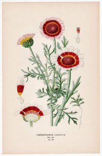 1897年 Step 庭と温室のお気に入りの植物 Pl.146 キク科 シュンギク属 ハナワギク CHRYSANTHEMUM CARINATUM