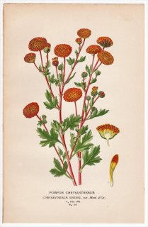 1897年 Step 庭と温室のお気に入りの植物 Pl.150 キク科 キク属 キク POMPON CHRYSANTHEMUM ポンポンギク