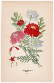 1897年 Step 庭と温室のお気に入りの植物 Pl.151 キク科 ヨモギギク属 PYRETHRUM ROSEUM
